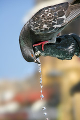 Piccione assetato