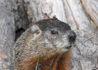 Naklejka na ściany i meble marmotte dans un tronc