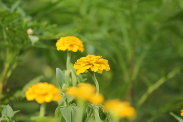 黄色の百日草