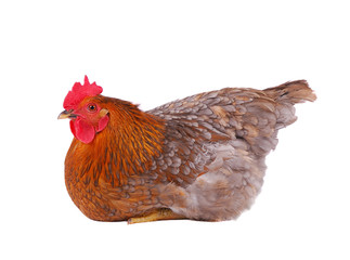 Chicken isolated on white.