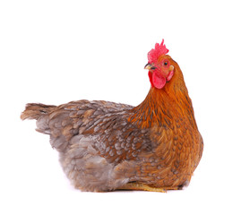 Chicken isolated on white.