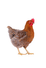 Chicken isolated on white.
