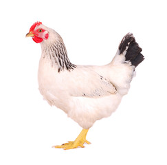 White hen on white.