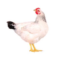 White hen on white.