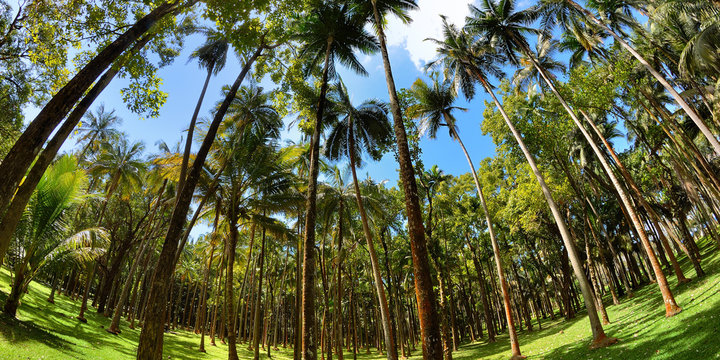 Anse des cascades , ile de la R&eacute;union
