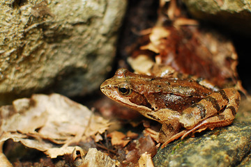 camouflage