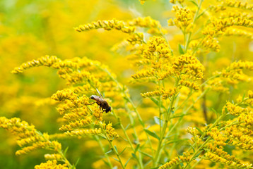 bee on a yellow flower