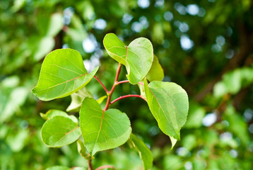 branch with leaves