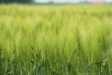 wheat field