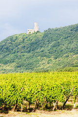 Fototapeta na wymiar vineyards with castle Ortenbourg, Alsace, France