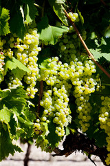 white grape in Jarnac, Poitou-Charentes, France