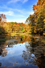 Fototapeta premium autumn forest by the lake