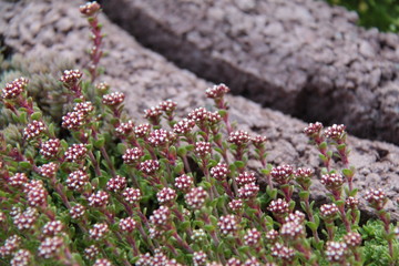 mountain flowers