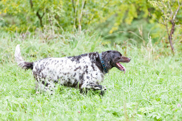 running hunting dog