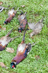 excludes of caught pheasants
