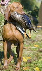 hunting dog with a catch