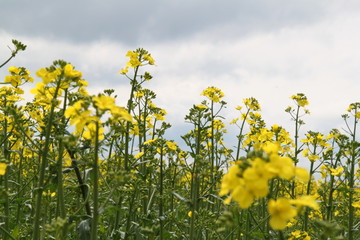 Canola field