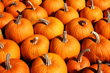 K&uuml;rbisse im Herbst