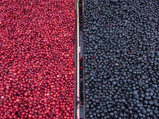 Lingonberries and Blueberries at market