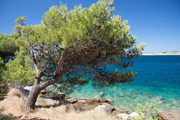 pino sulla spiaggia a Murter - Croazia