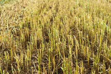 Stubble field