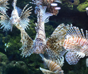 Red Lion Fish