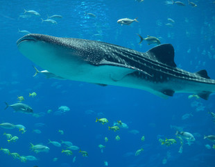 Naklejka premium Whale Shark