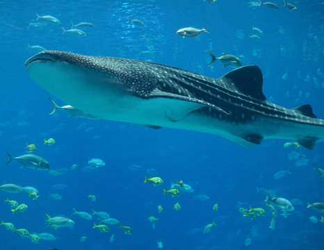 Whale Shark