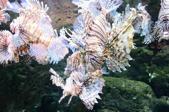 Red Lion Fish