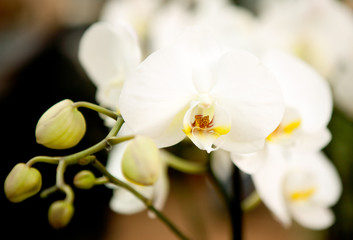 white orchid