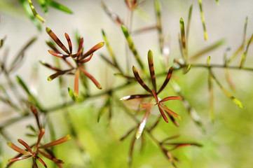 Jeunes pousses d'Asparagus