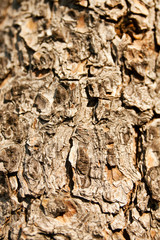 tree bark texture