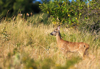 Little female roe-deer