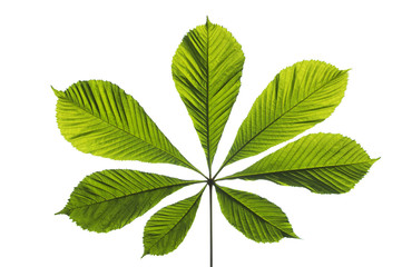 Chestnut leaf