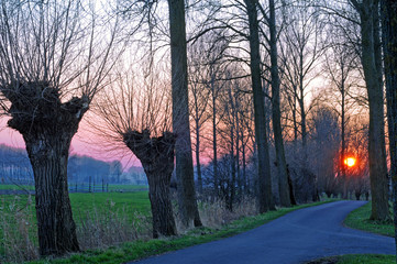 Pollard willows in polder landscape at sunset