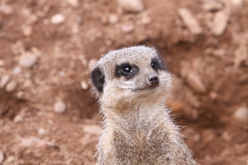 Fototapeta premium Meerkat Suricata suricatta