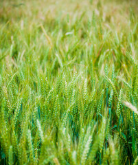 Wheat in spring