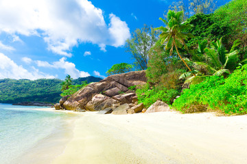 Summertime Landscape Jungle