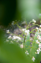white flower
