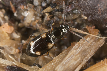 Ground beetle, bembidiom illigeri