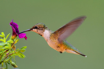 Juvenile Ruby-throated Hummingbird (archilochus colubris)