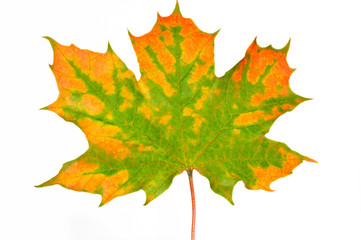 maple leaf
