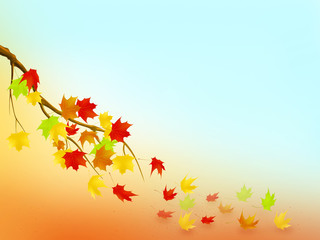 Autumn, maplle, background