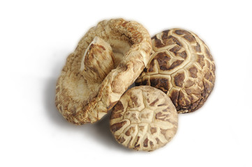 Isoluted Dry Winter mushroom