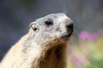primo piano cucciolo di marmotta