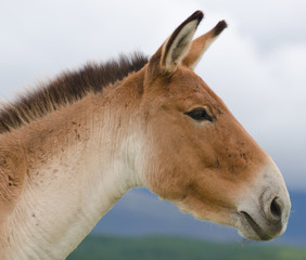 wild horse profile on sky