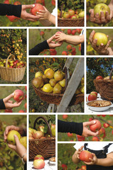 récolte de poires,de pommes et de coings