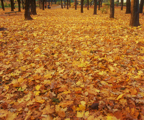 Carpet of yellow autumn leaves.