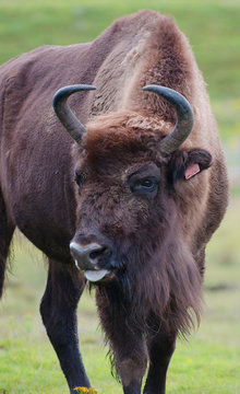 buffalo on green grass