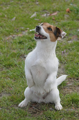 JACK RUSSELL